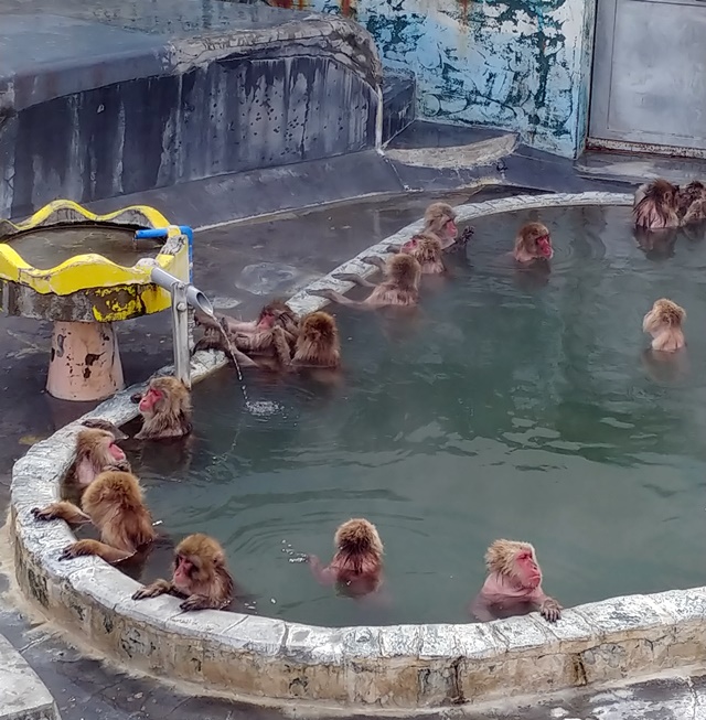函館植物園　温泉に入る猿