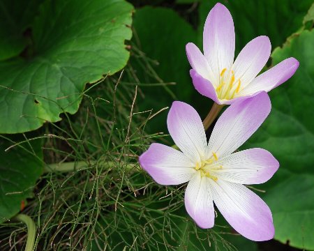 北海道に咲く花 コルチカム